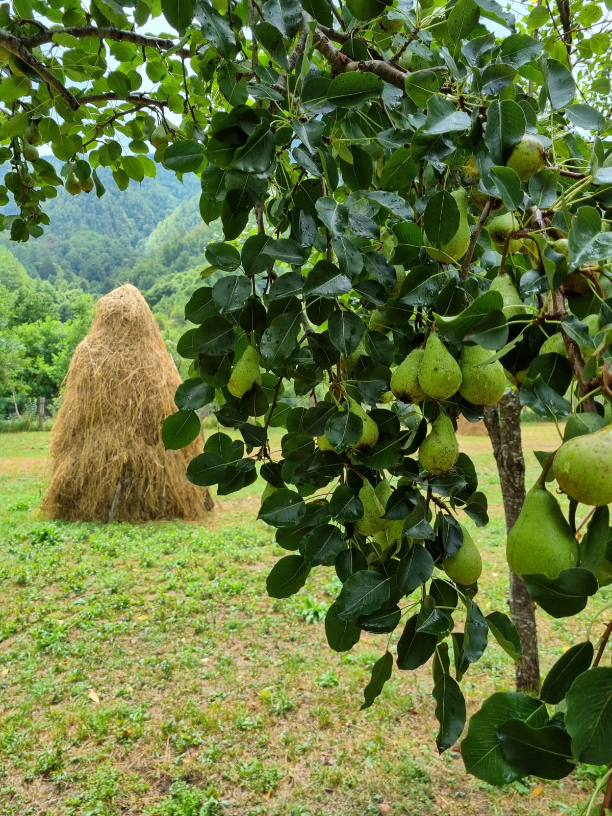Camping Grădina cu Flori - Foto 19